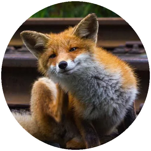 Sticker from the "Fox" sticker pack