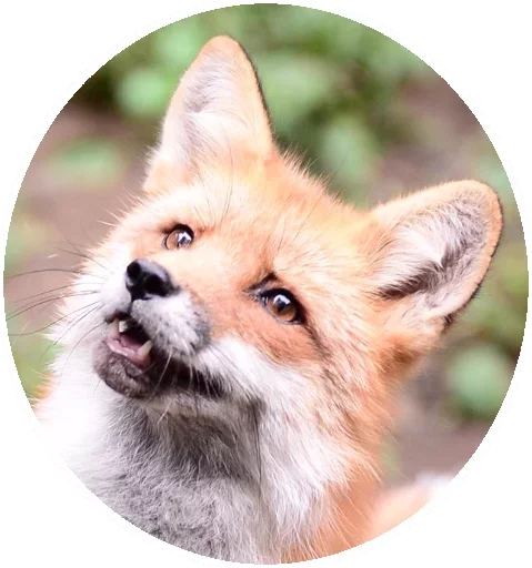 Sticker Fox