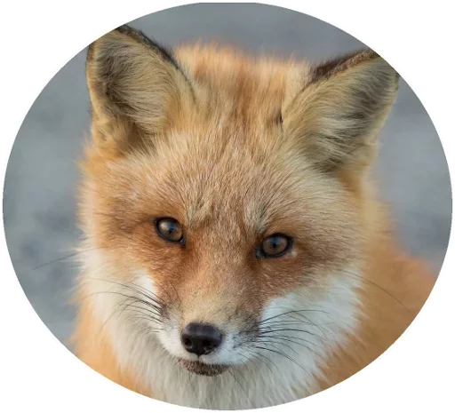 Sticker Fox