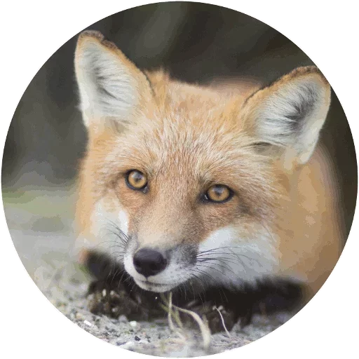 Sticker from the "Fox" sticker pack