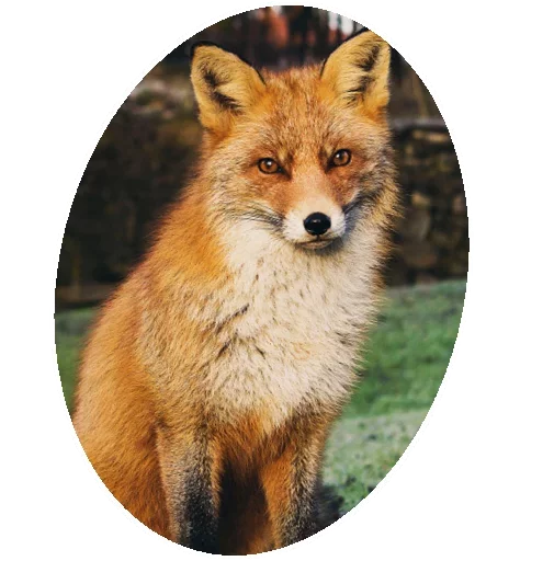 Sticker from the "Fox" sticker pack