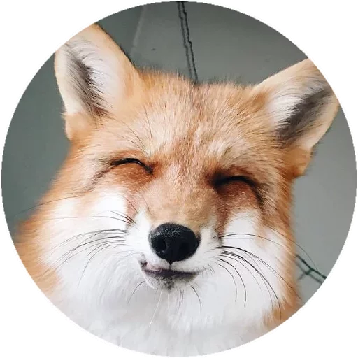 Sticker from the "Fox" sticker pack