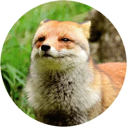 Sticker from the "Fox" sticker pack