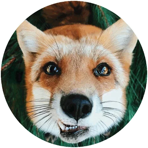 Sticker from the "Fox" sticker pack