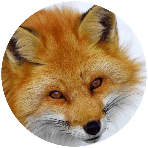 Sticker from the "Fox" sticker pack