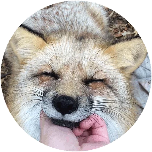 Sticker from the "Fox" sticker pack