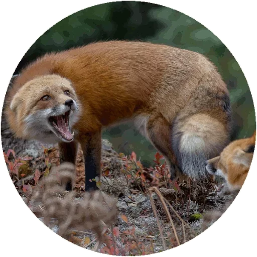 Sticker from the "Fox" sticker pack