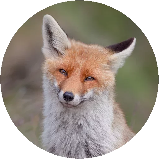 Sticker from the "Fox" sticker pack