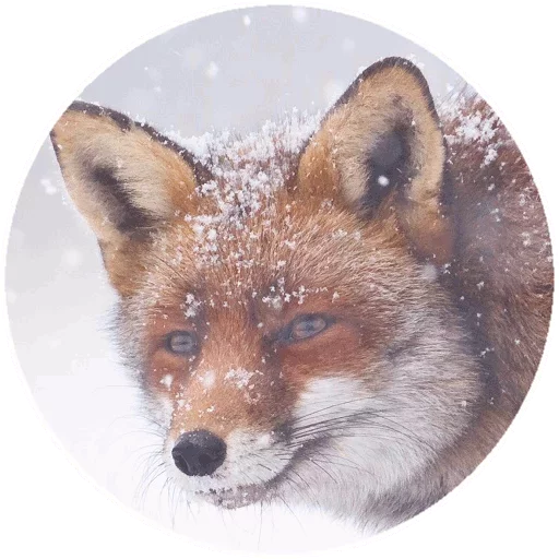 Sticker from the "Fox" sticker pack