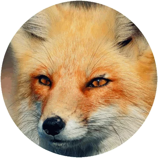 Sticker from the "Fox" sticker pack