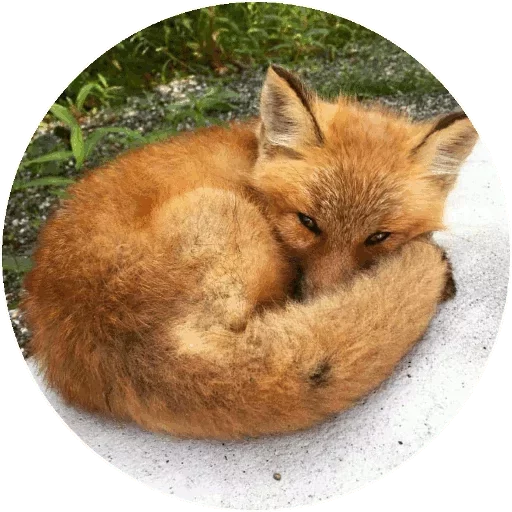 Sticker Fox