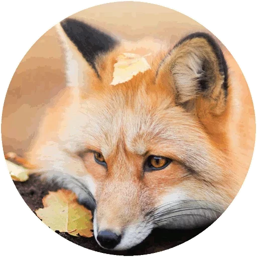 Sticker from the "Fox" sticker pack