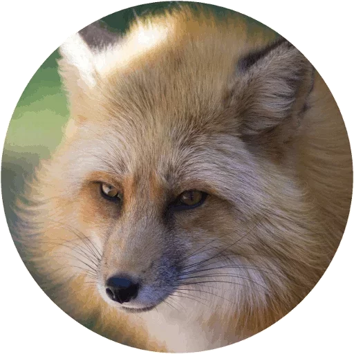 Sticker from the "Fox" sticker pack