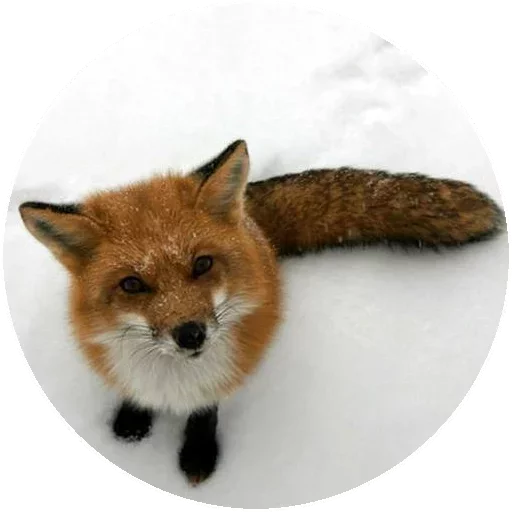 Sticker from the "Fox" sticker pack