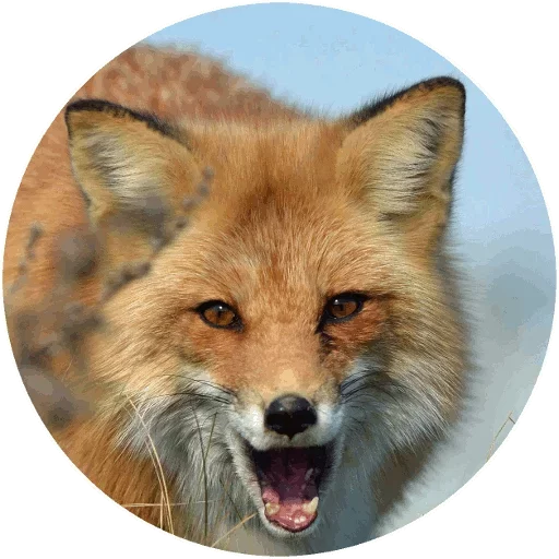 Sticker from the "Fox" sticker pack