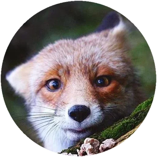 Sticker from the "Fox" sticker pack