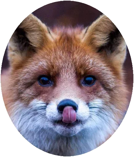 Sticker from the "Fox" sticker pack