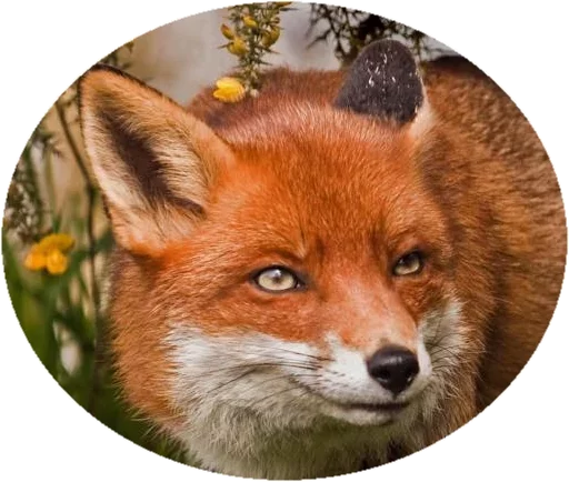 Sticker from the "Fox" sticker pack