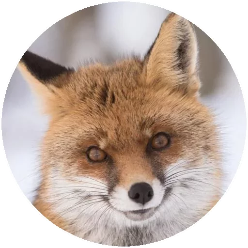 Sticker from the "Fox" sticker pack