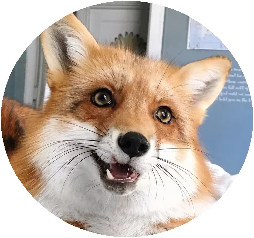 Sticker Fox