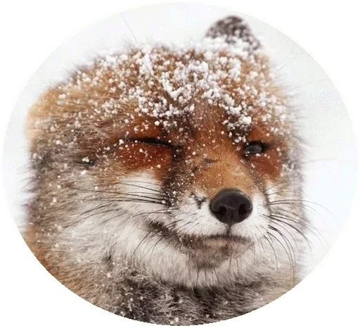 Sticker from the "Fox" sticker pack