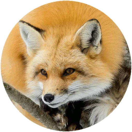 Sticker from the "Fox" sticker pack