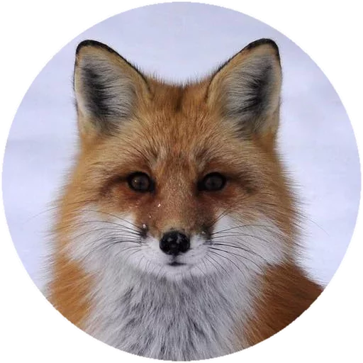 Sticker from the "Fox" sticker pack