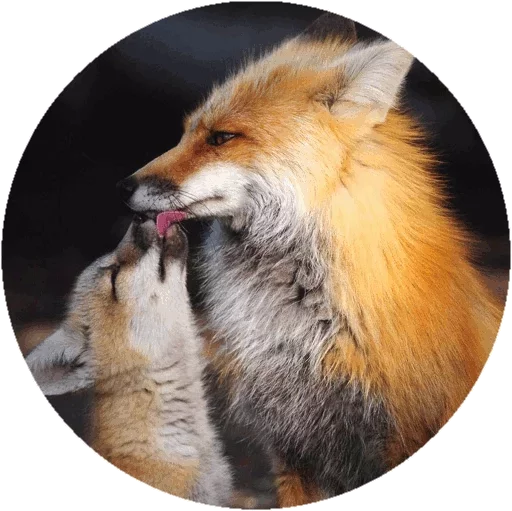 Sticker from the "Fox" sticker pack