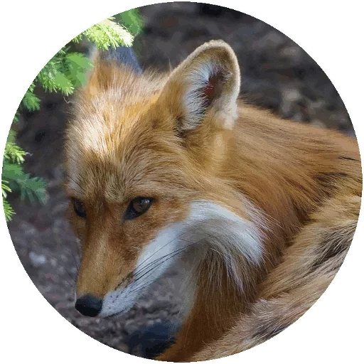 Sticker from the "Fox" sticker pack