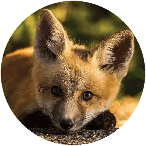 Sticker from the "Fox" sticker pack