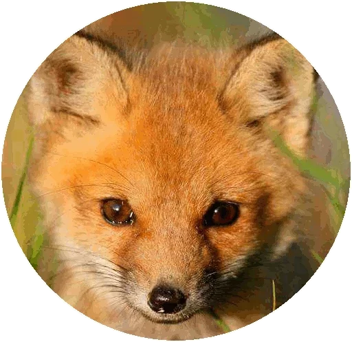 Sticker from the "Fox" sticker pack