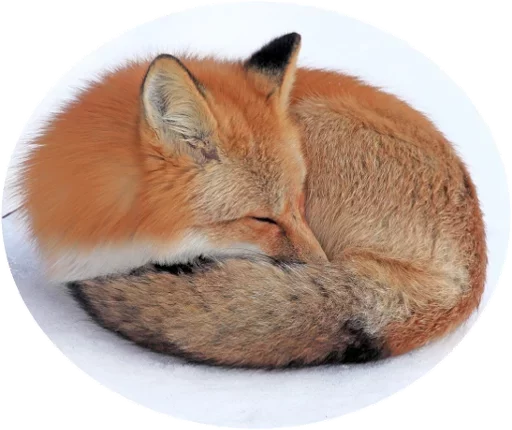 Sticker from the "Fox" sticker pack