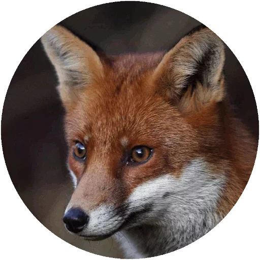 Sticker from the "Fox" sticker pack