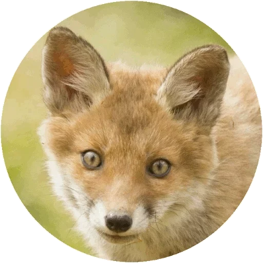 Sticker from the "Fox" sticker pack