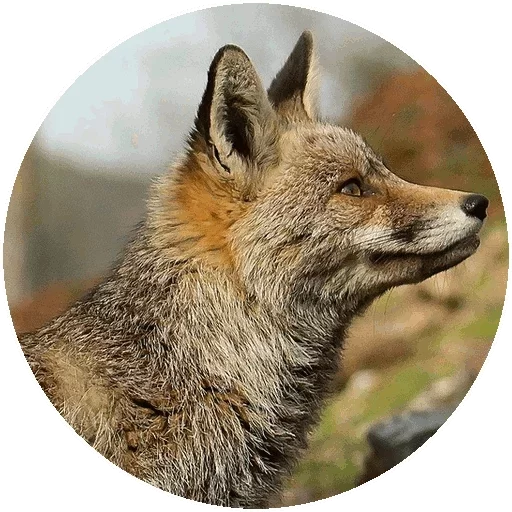 Sticker from the "Fox" sticker pack