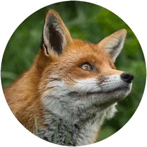 Sticker from the "Fox" sticker pack