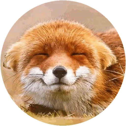 Sticker Fox