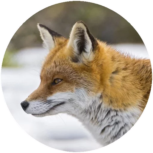 Sticker from the "Fox" sticker pack