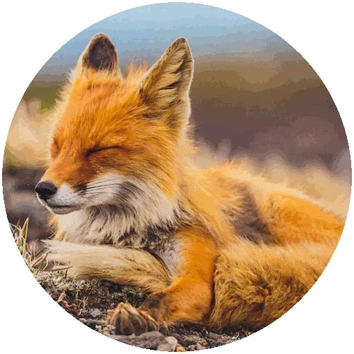 Sticker from the "Fox" sticker pack