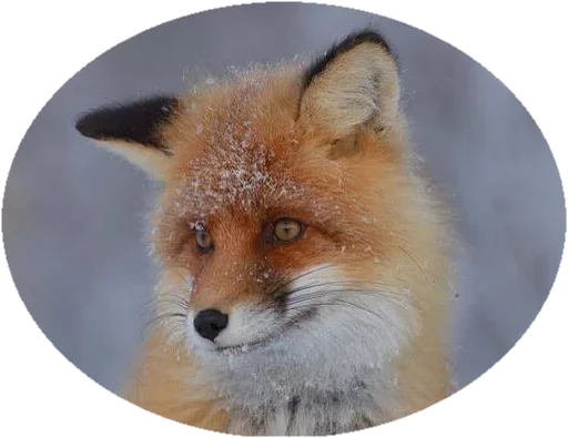 Sticker Fox