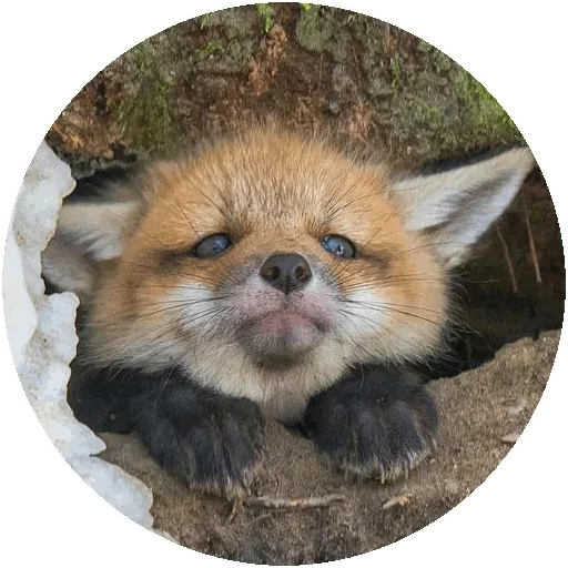 Sticker from the "Fox" sticker pack