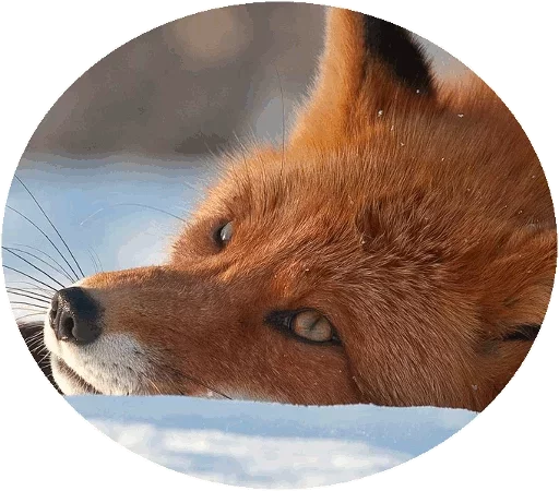 Sticker from the "Fox" sticker pack