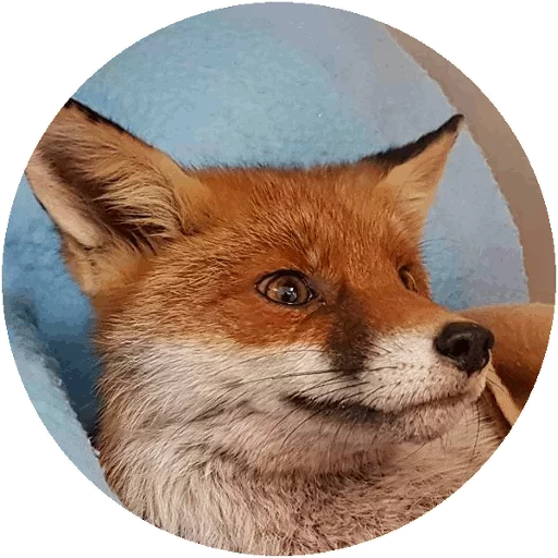 Sticker from the "Fox" sticker pack