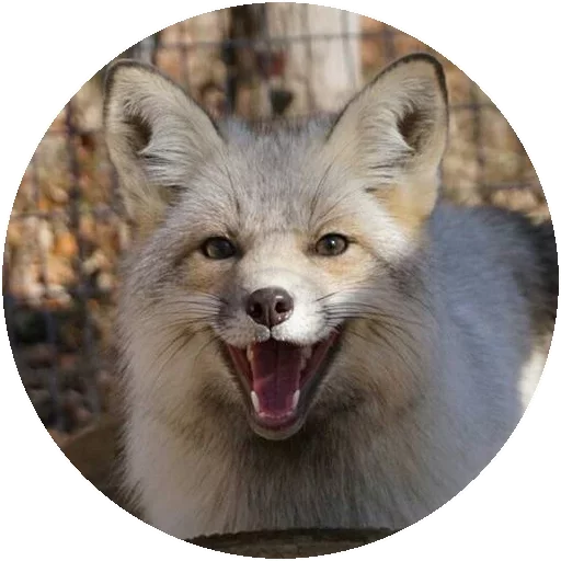 Sticker from the "Fox" sticker pack