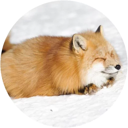 Sticker from the "Fox" sticker pack