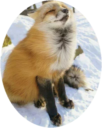 Sticker from the "Fox" sticker pack