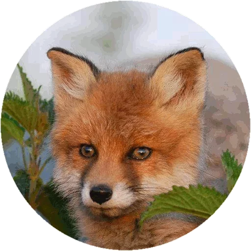 Sticker from the "Fox" sticker pack