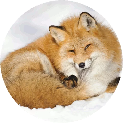 Sticker from the "Fox" sticker pack