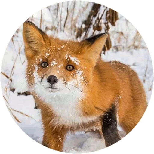 Sticker from the "Fox" sticker pack