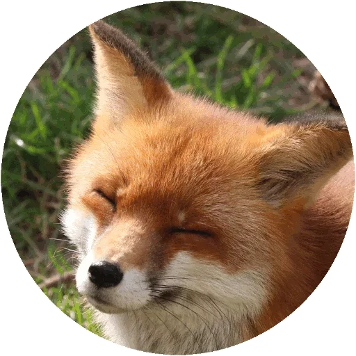 Sticker from the "Fox" sticker pack